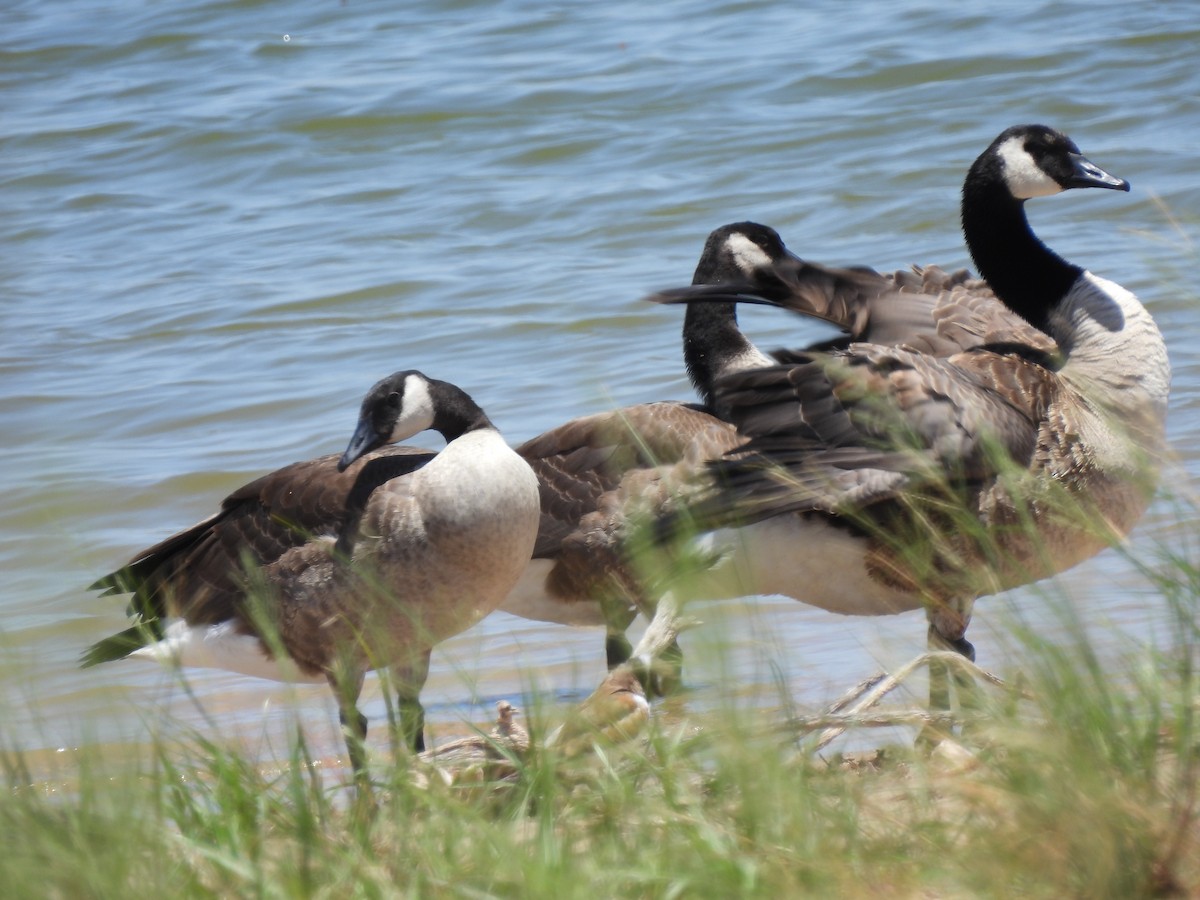 Canada Goose - ML621247615