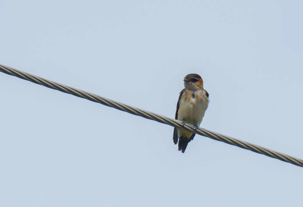 Red-rumped Swallow - ML621247618