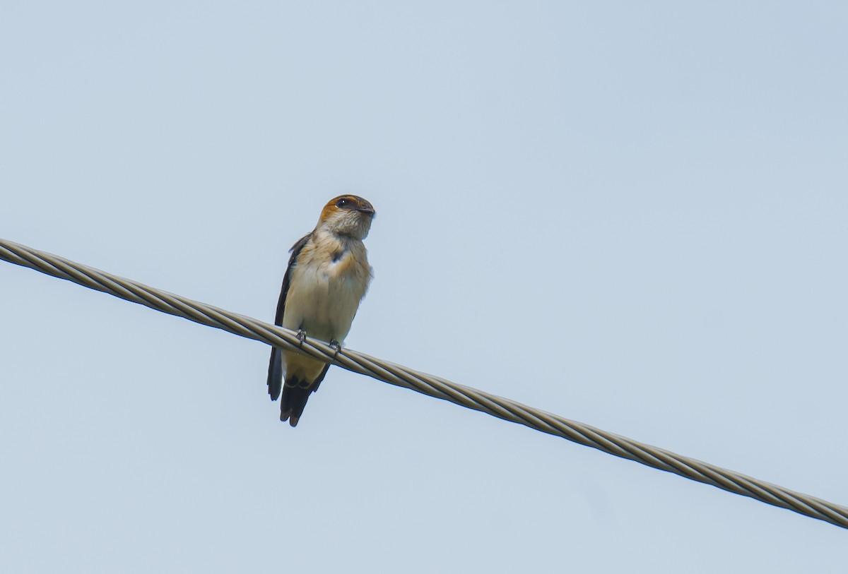 Red-rumped Swallow - ML621247619