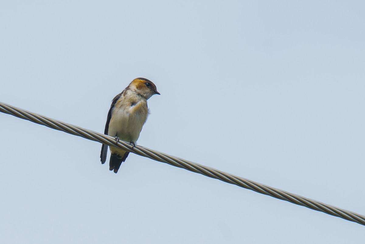 Red-rumped Swallow - ML621247620