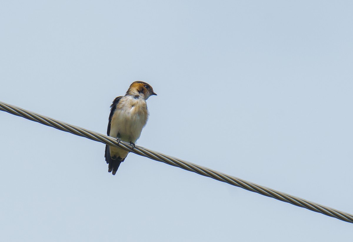 Red-rumped Swallow - ML621247621