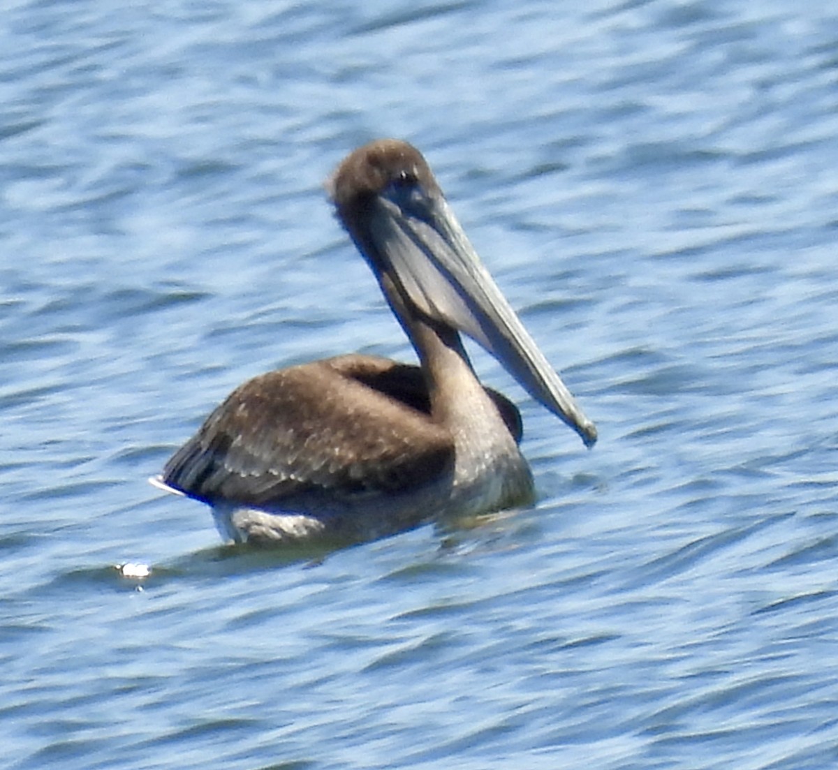 Brown Pelican - ML621247625