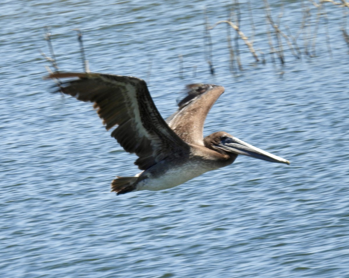 Brown Pelican - ML621247626