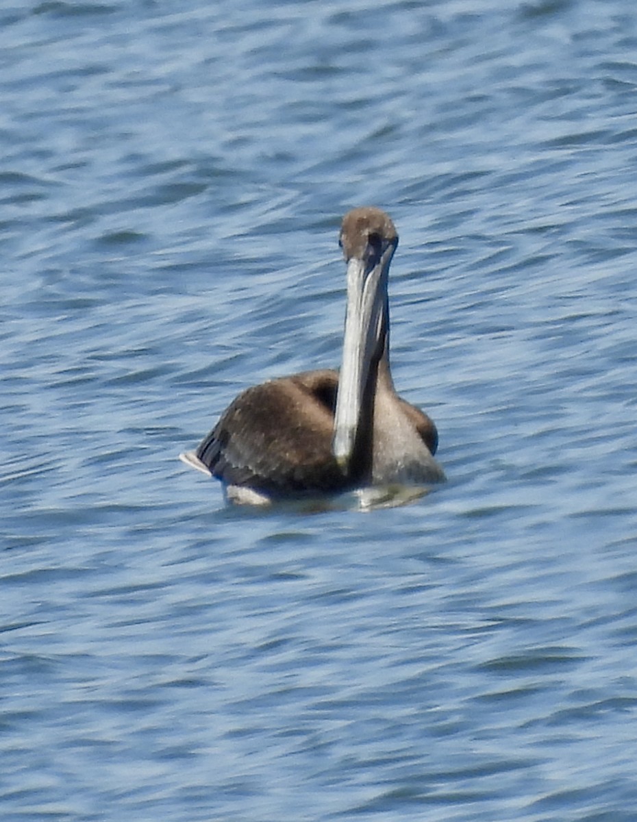 Brown Pelican - ML621247628