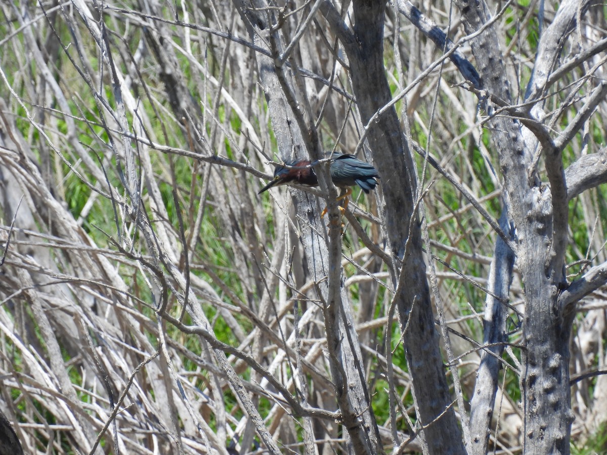 Green Heron - ML621247644