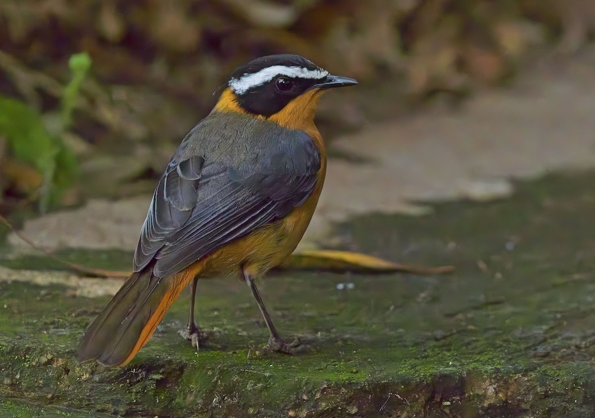 White-browed Robin-Chat - ML621247646