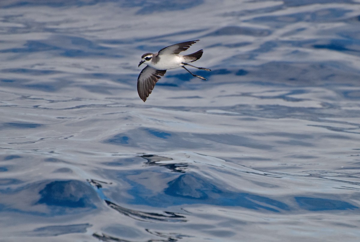 White-faced Storm-Petrel - ML621247770