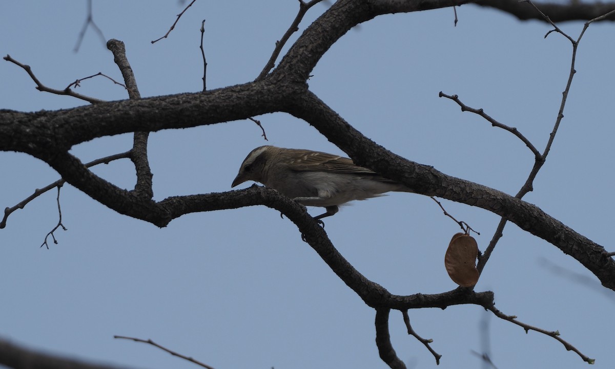 Yellow-throated Bush Sparrow - ML621247806