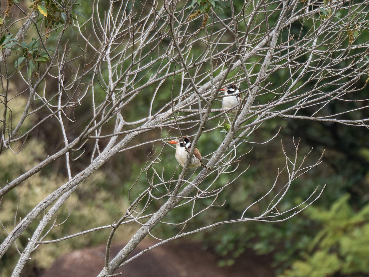 White-eared Puffbird - ML621247829