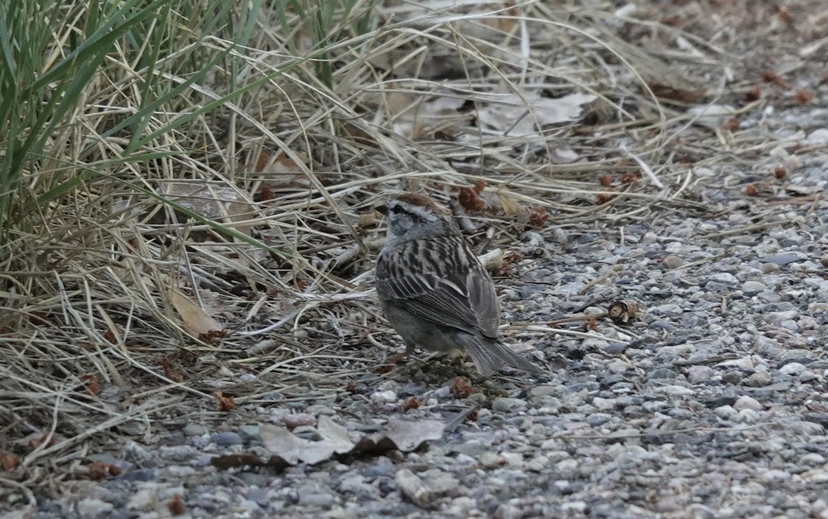 Chipping Sparrow - ML621247831