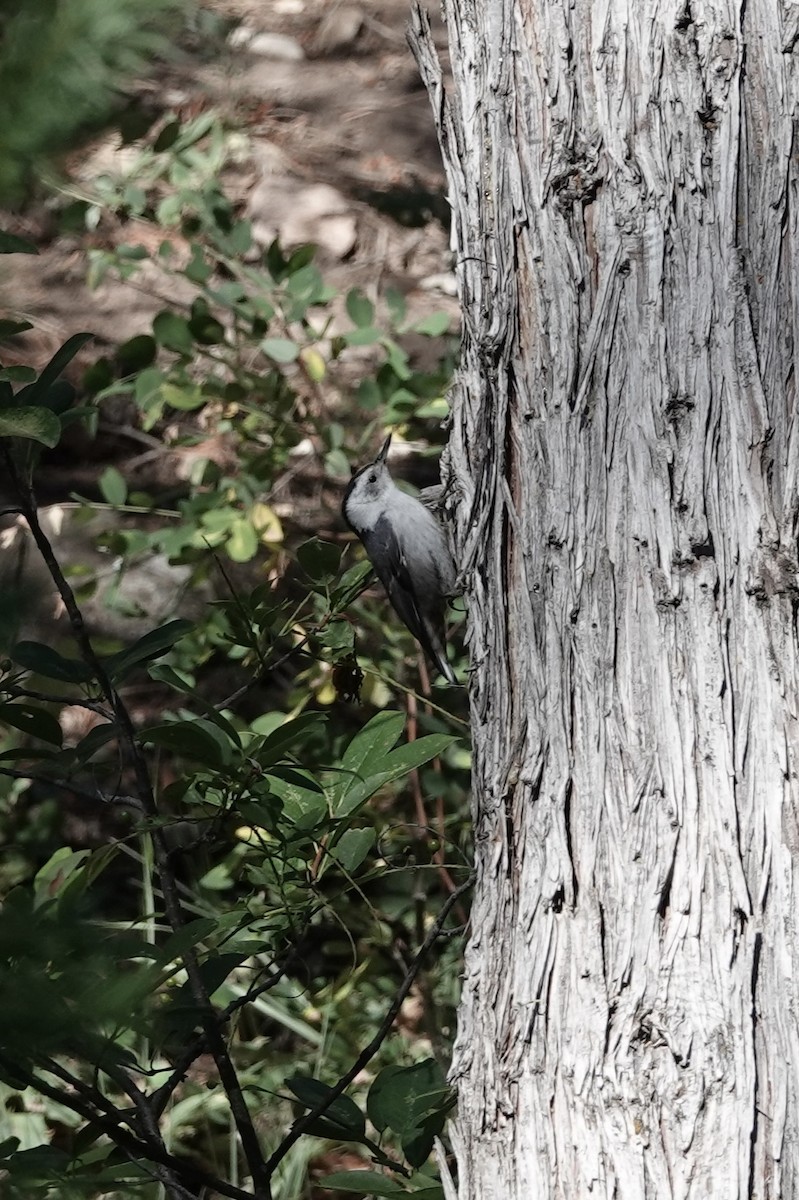 White-breasted Nuthatch - ML621247837