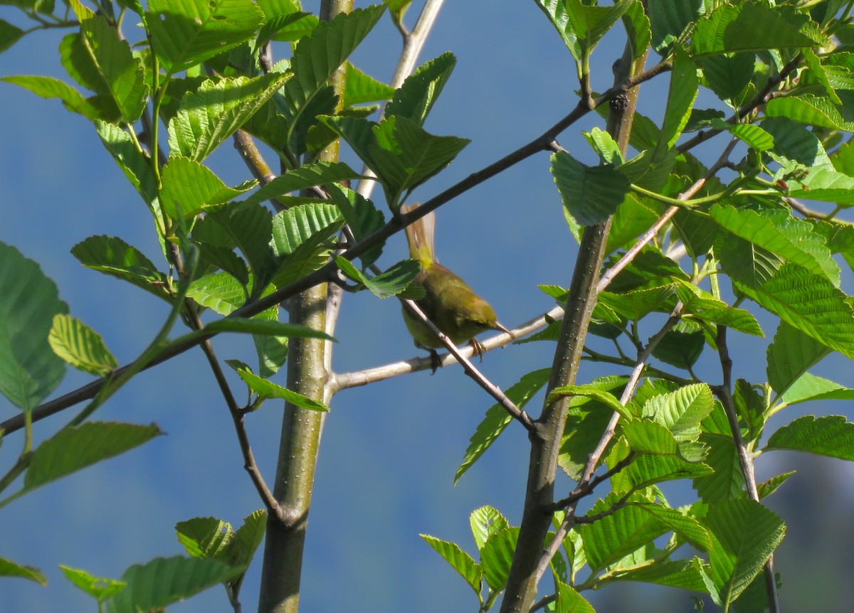 Orange-crowned Warbler - ML621247850