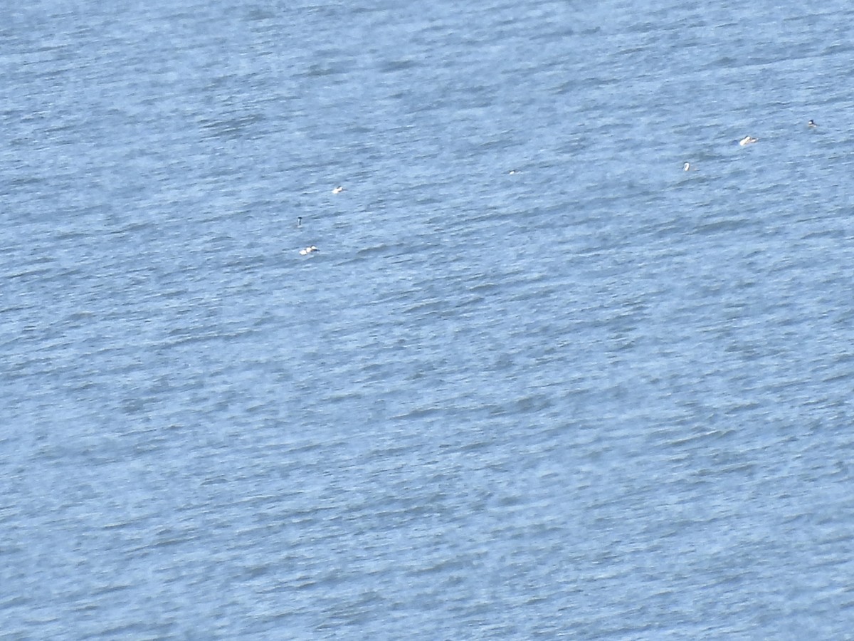 Western/Clark's Grebe - ML621247891