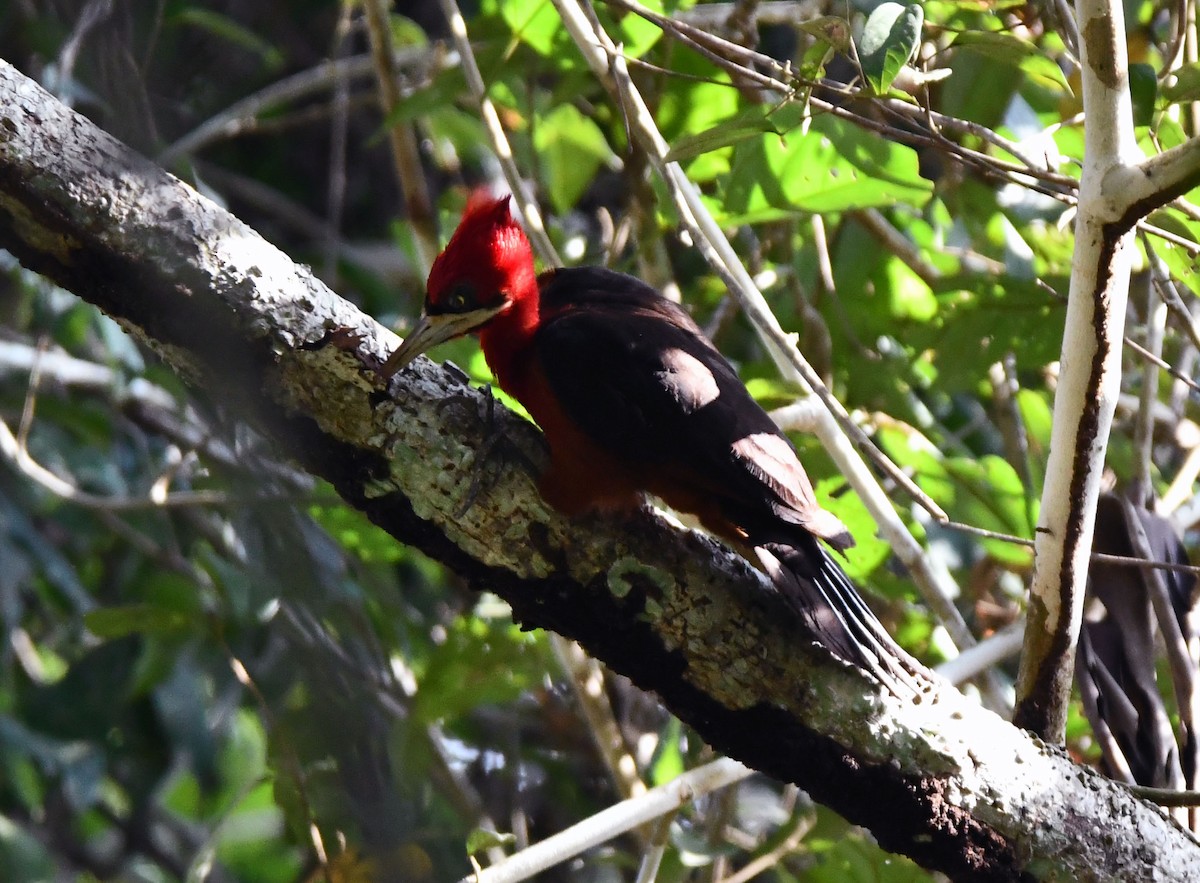 Red-necked Woodpecker - ML621247931