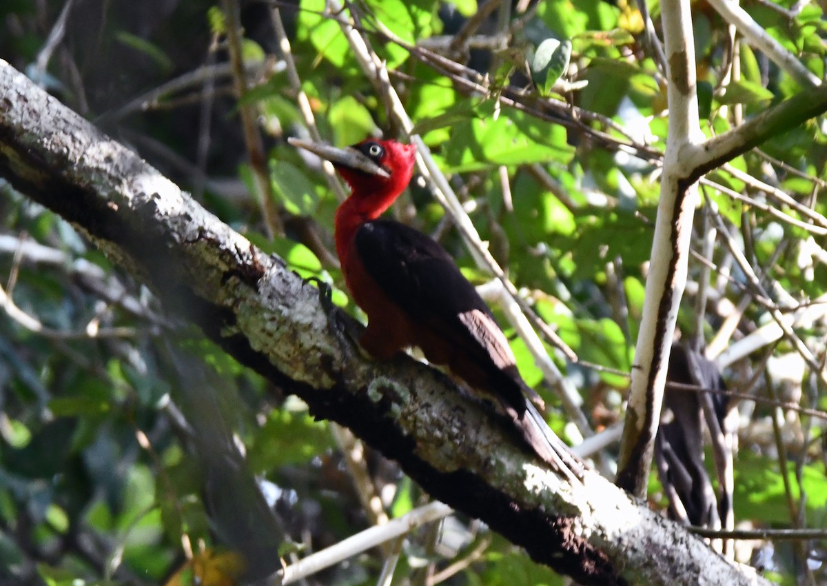Red-necked Woodpecker - ML621247932