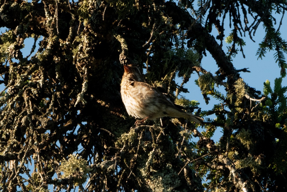 Purple Finch - ML621247960