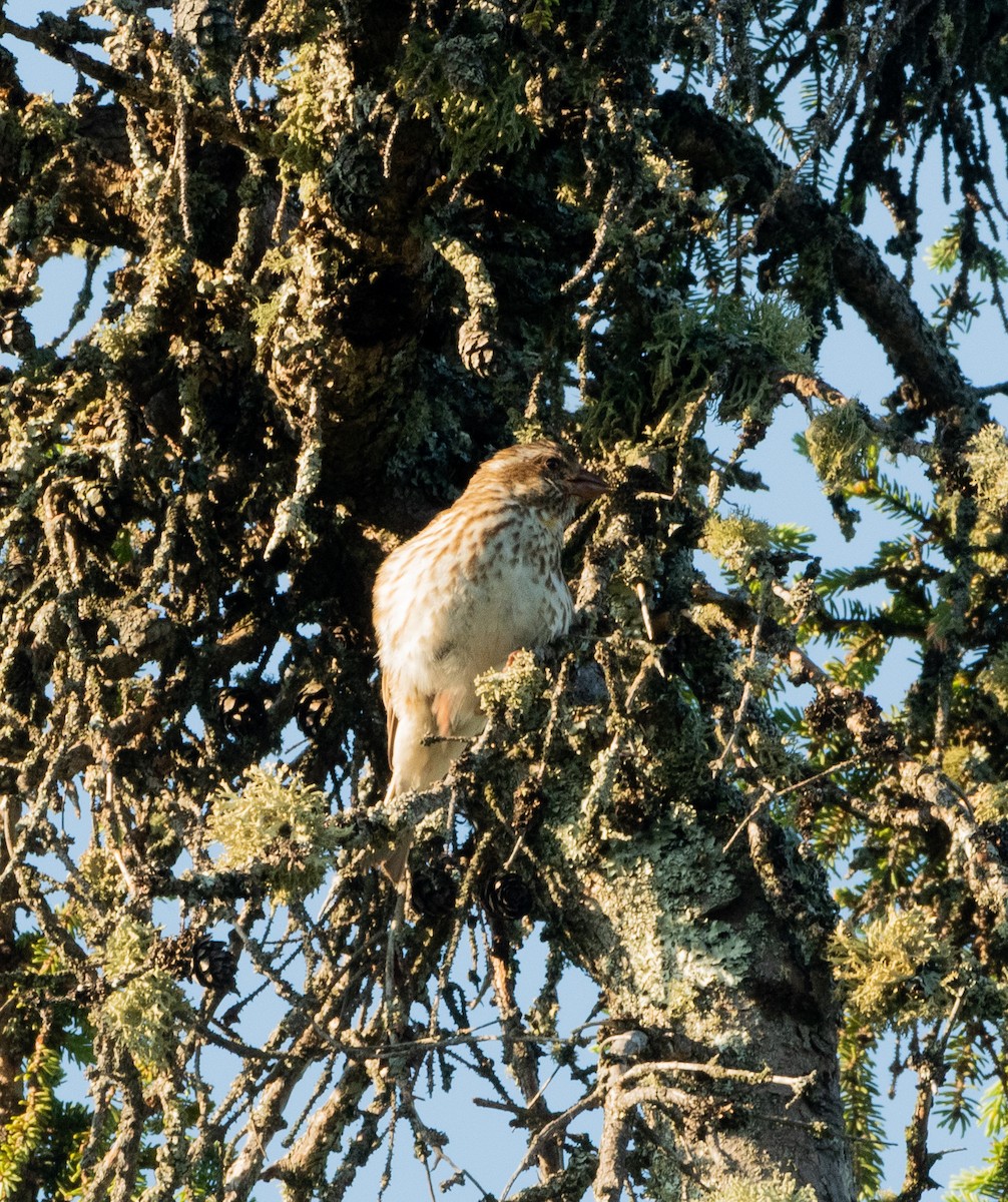 Purple Finch - ML621247961