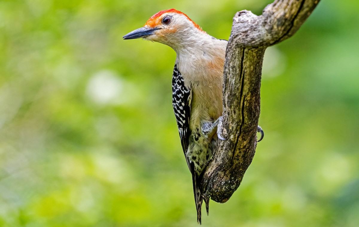 Red-bellied Woodpecker - ML621248011