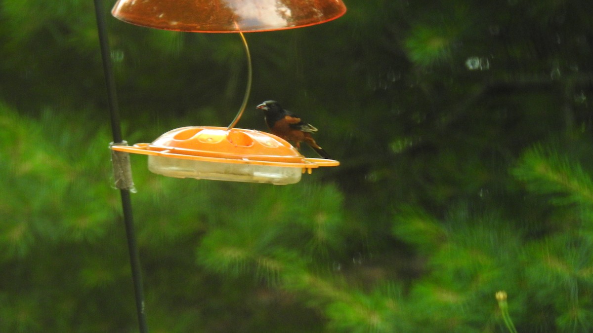 Orchard Oriole - ML621248034