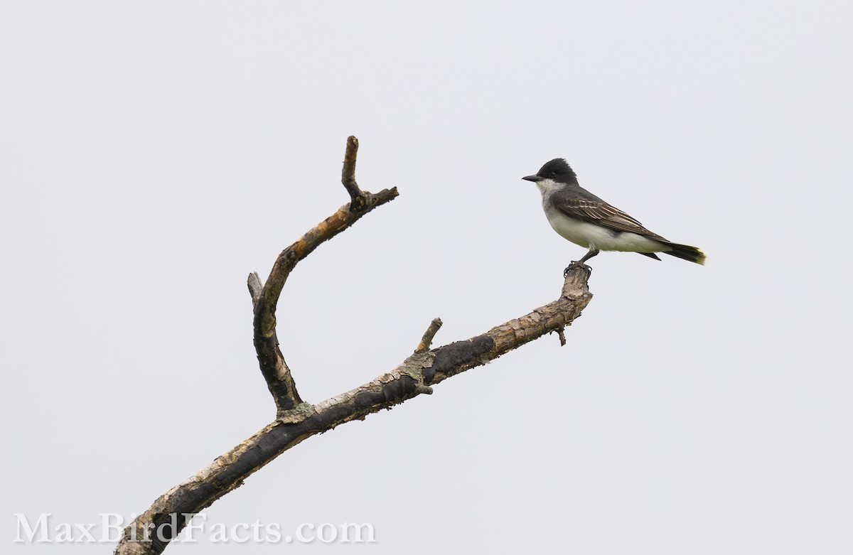 Eastern Kingbird - ML621248073
