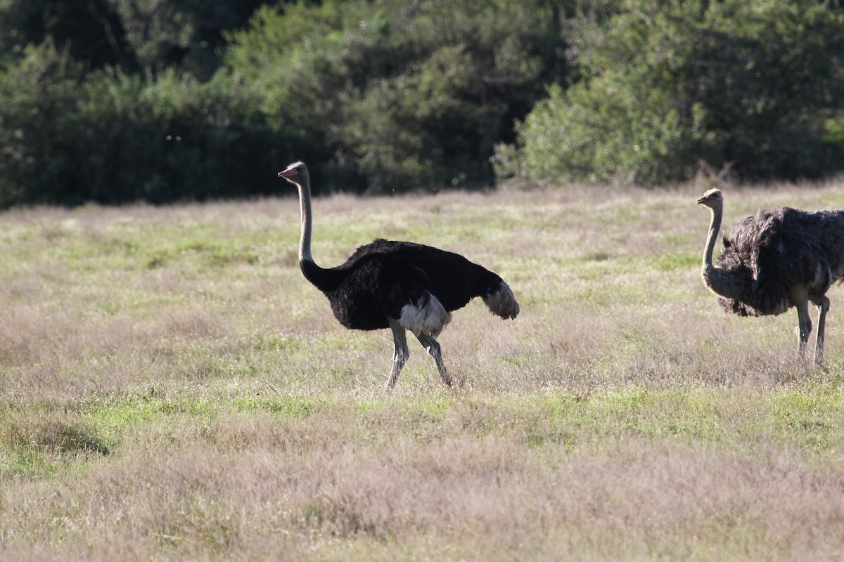 Common Ostrich - ML621248099