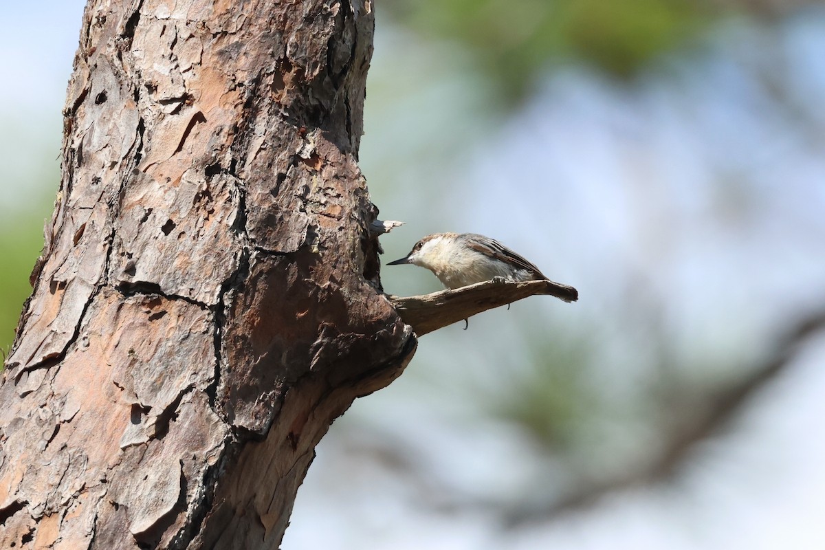 Brown-headed Nuthatch - ML621248102