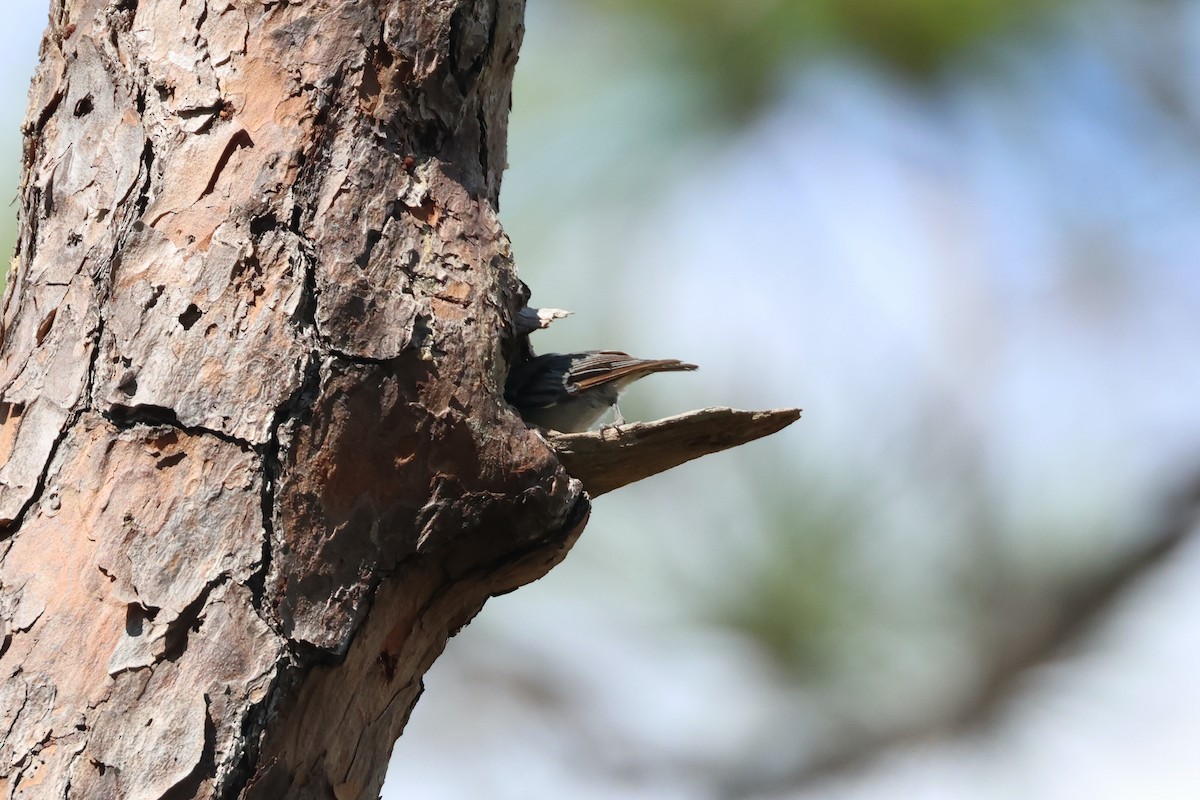 Brown-headed Nuthatch - ML621248115
