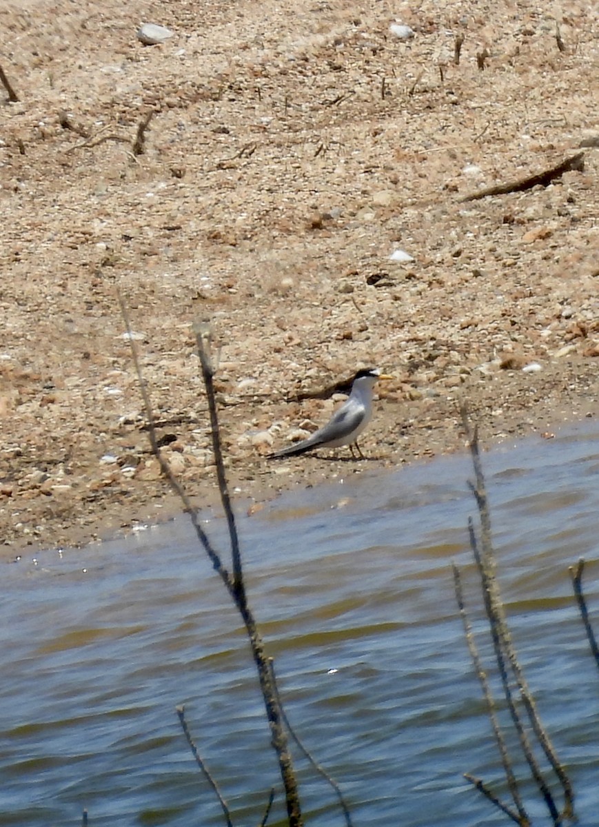 Least Tern - ML621248189