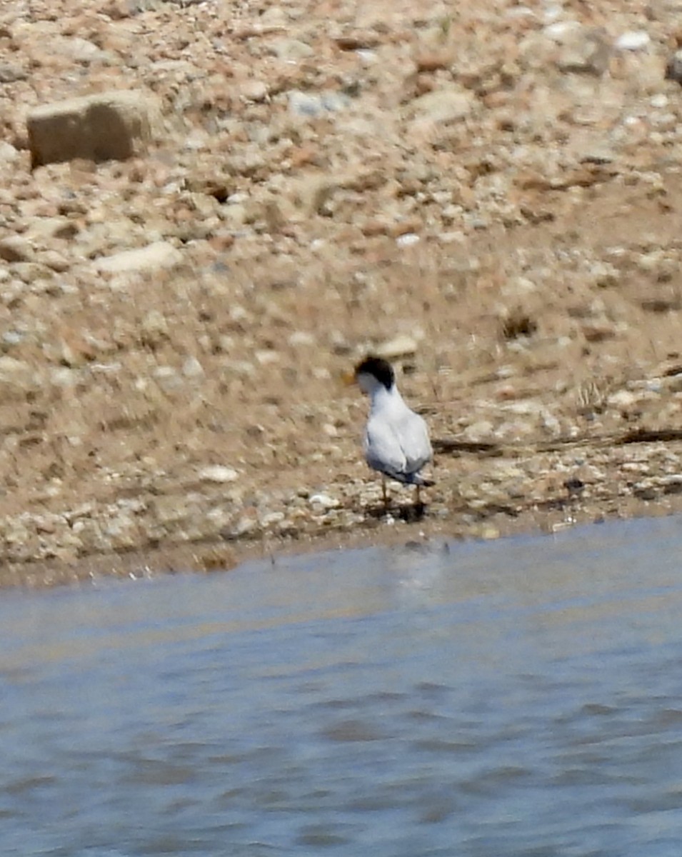 Least Tern - ML621248190