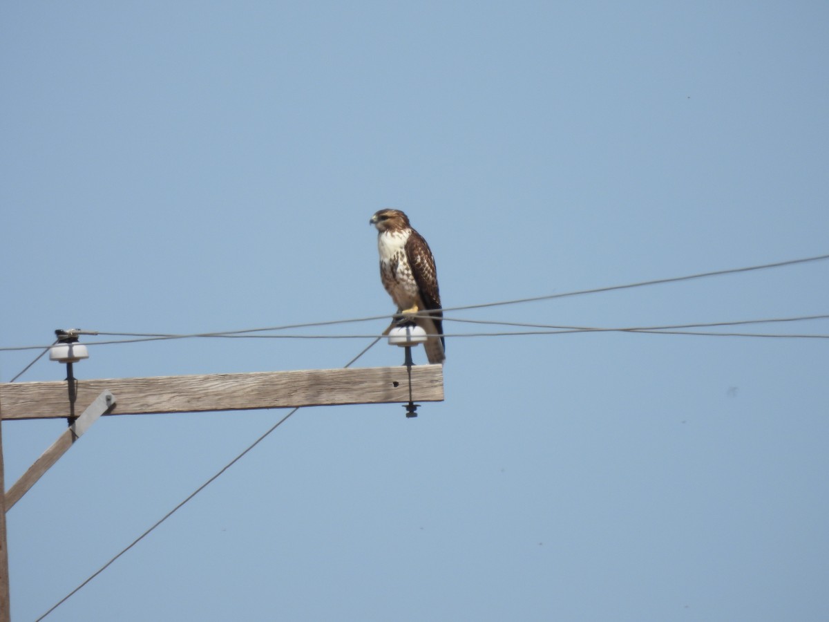 Red-tailed Hawk - ML621248214