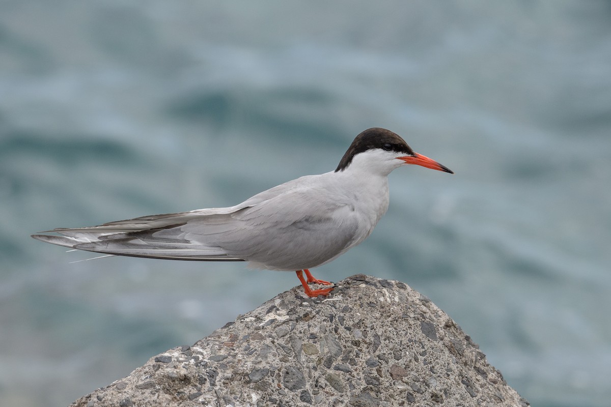 Common Tern - ML621248221