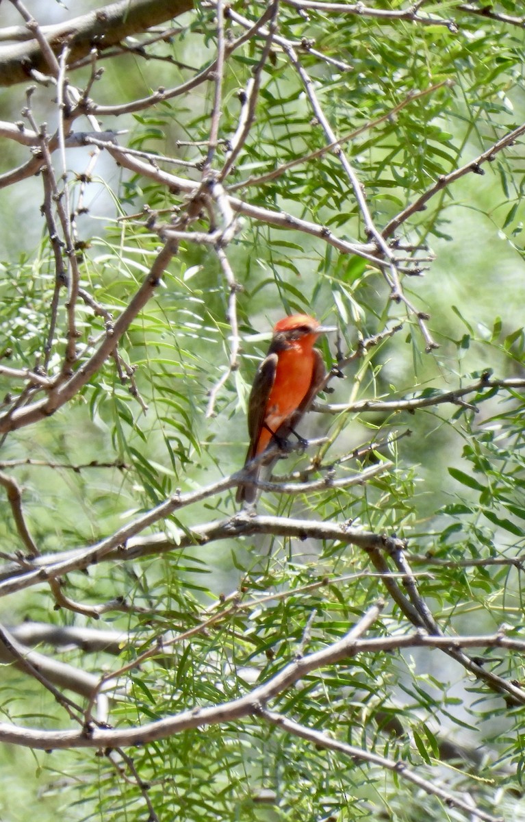 Vermilion Flycatcher - ML621248224