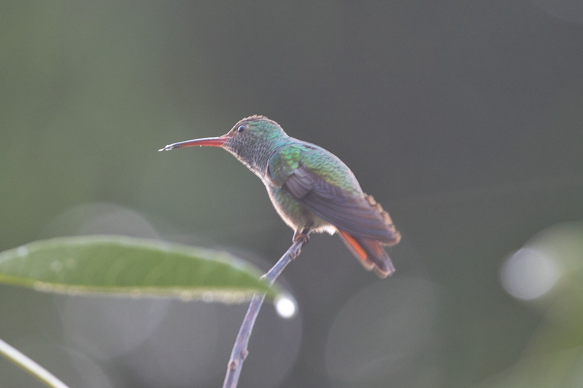 Rufous-tailed Hummingbird - ML621248236