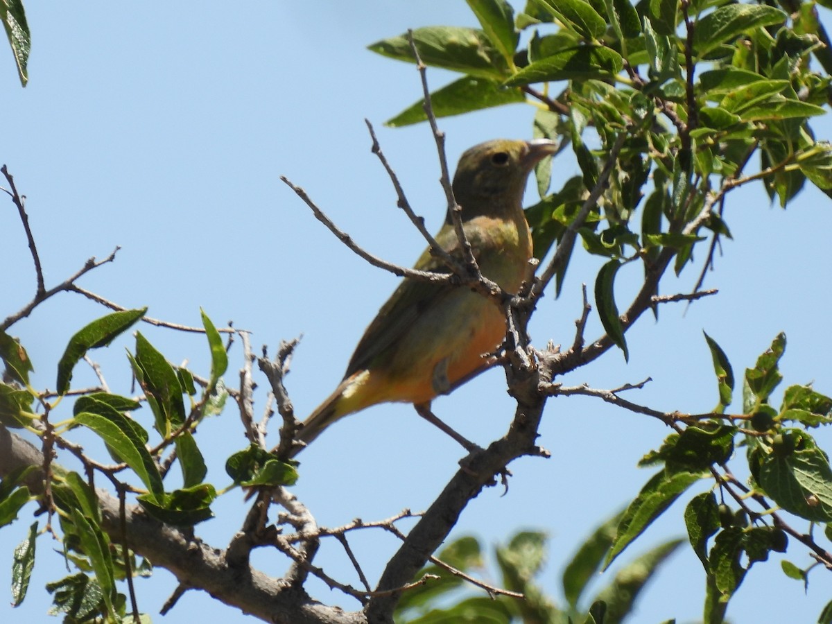 Painted Bunting - ML621248238