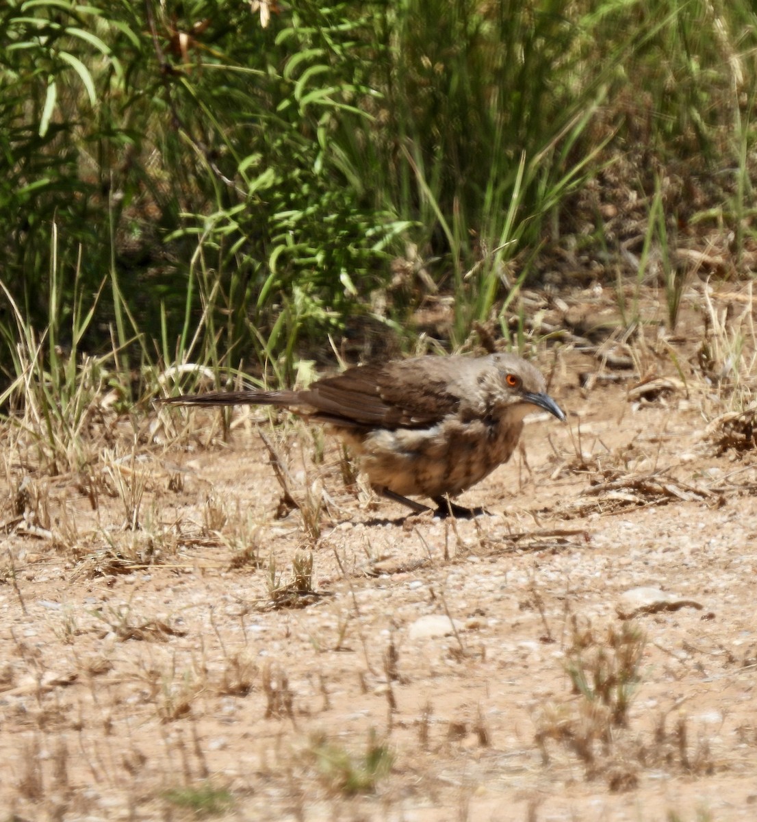 Curve-billed Thrasher - ML621248257