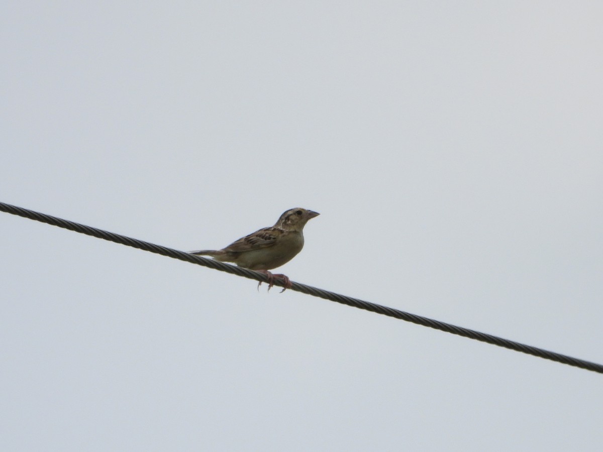 Grasshopper Sparrow - ML621248295