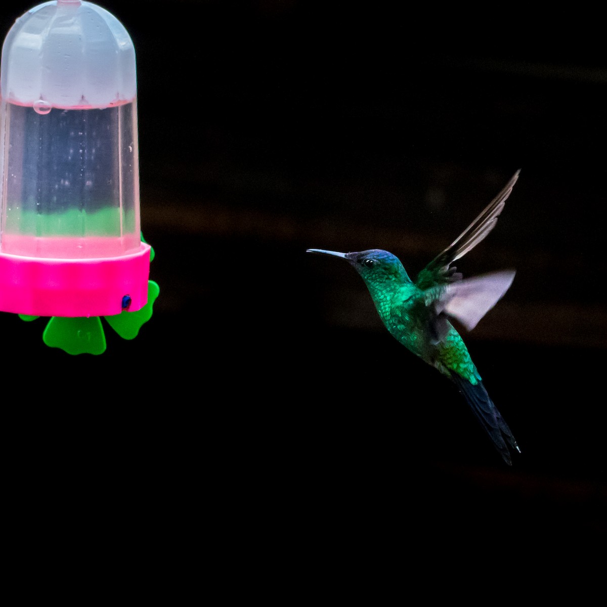 kolibřík fialovotemenný - ML621248310
