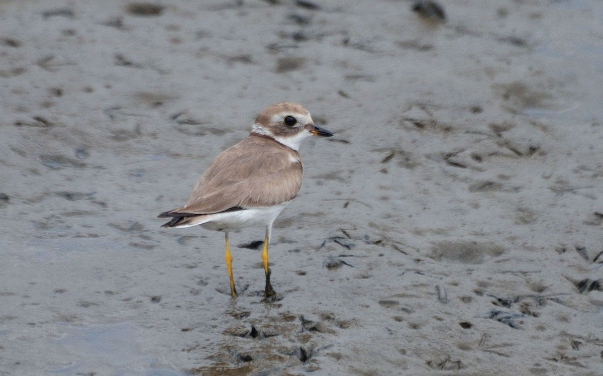 Semipalmated Plover - ML621248355