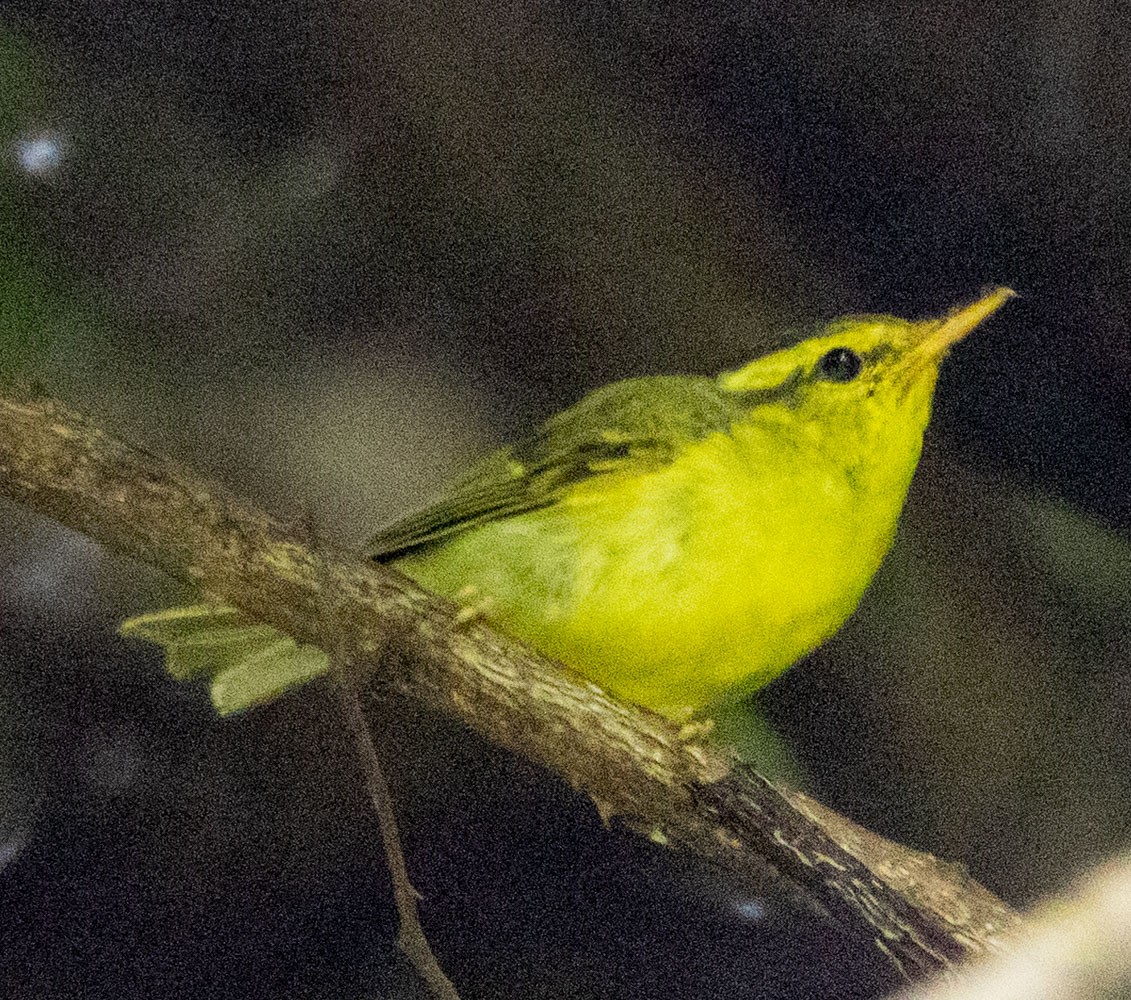 Sulphur-breasted Warbler - ML621248434