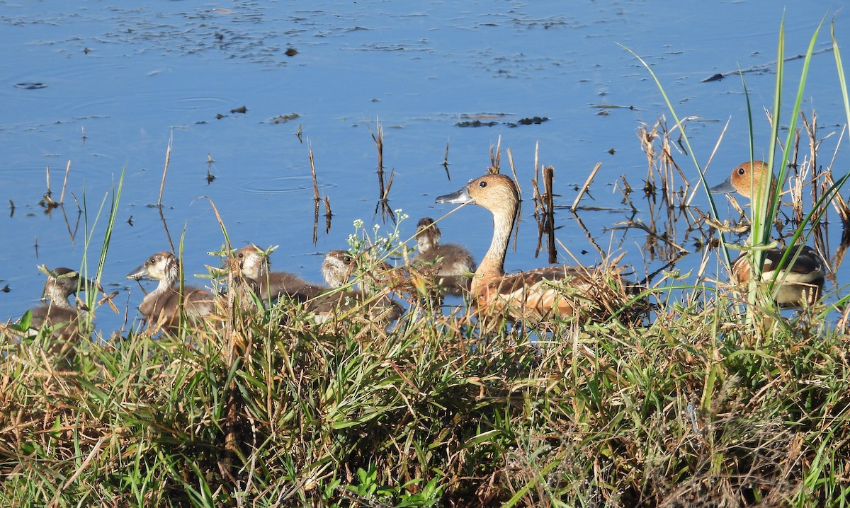 Fulvous Whistling-Duck - ML621248463