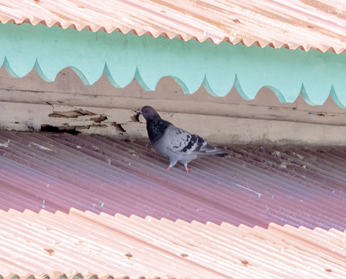 Rock Pigeon (Feral Pigeon) - ML621248472
