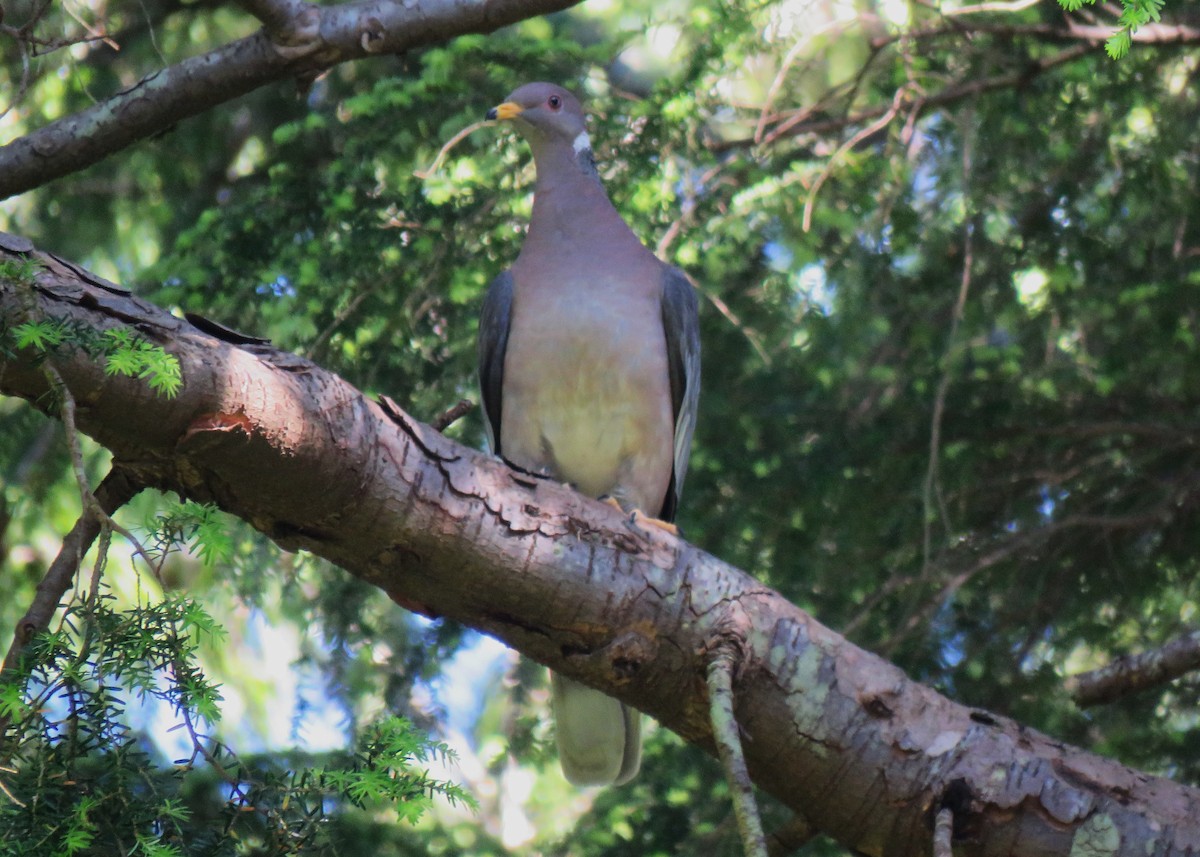 Band-tailed Pigeon - ML621248545