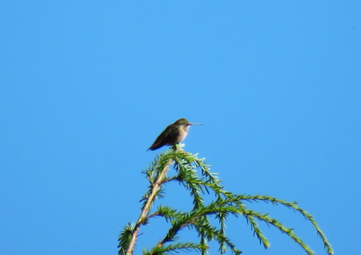 Rufous Hummingbird - ML621248555