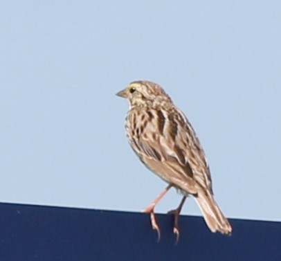 Savannah Sparrow - ML621248577