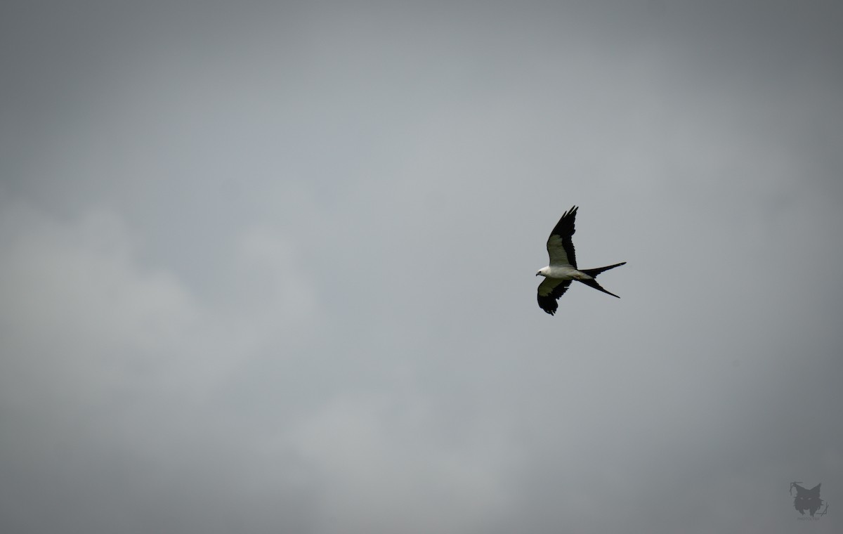Swallow-tailed Kite - ML621248589