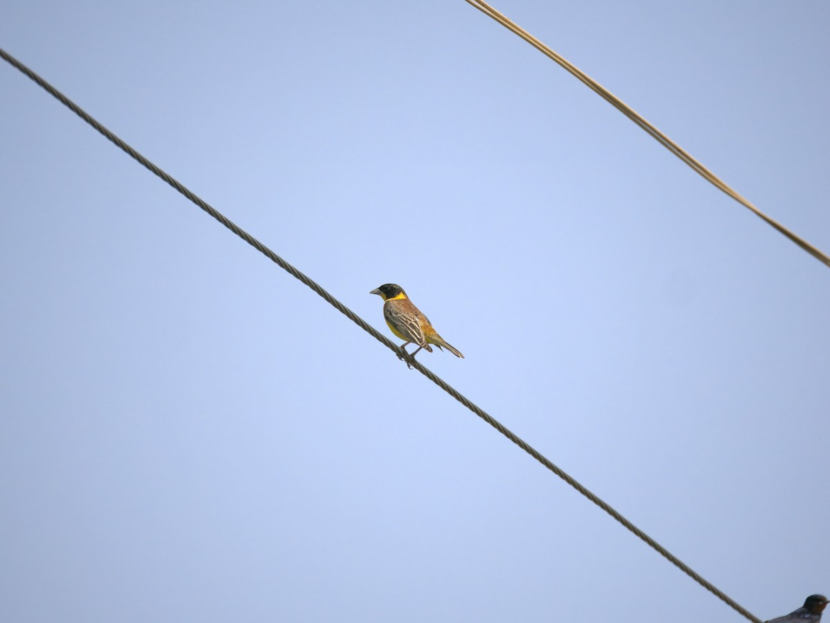 Black-headed Bunting - ML621248650