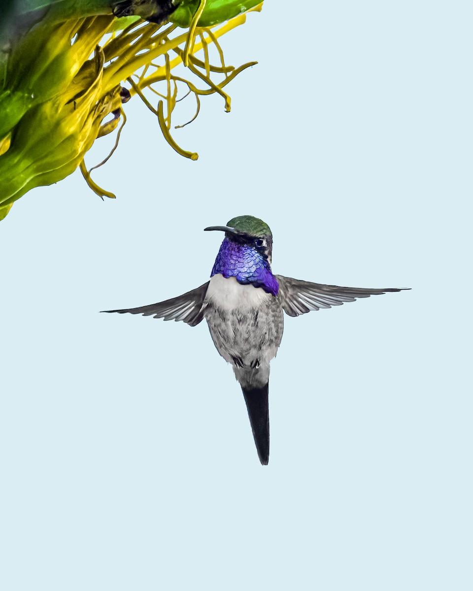 Beautiful Hummingbird - ML621248663