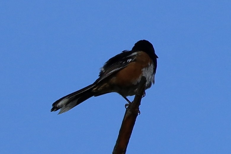 Spotted Towhee - ML621248671