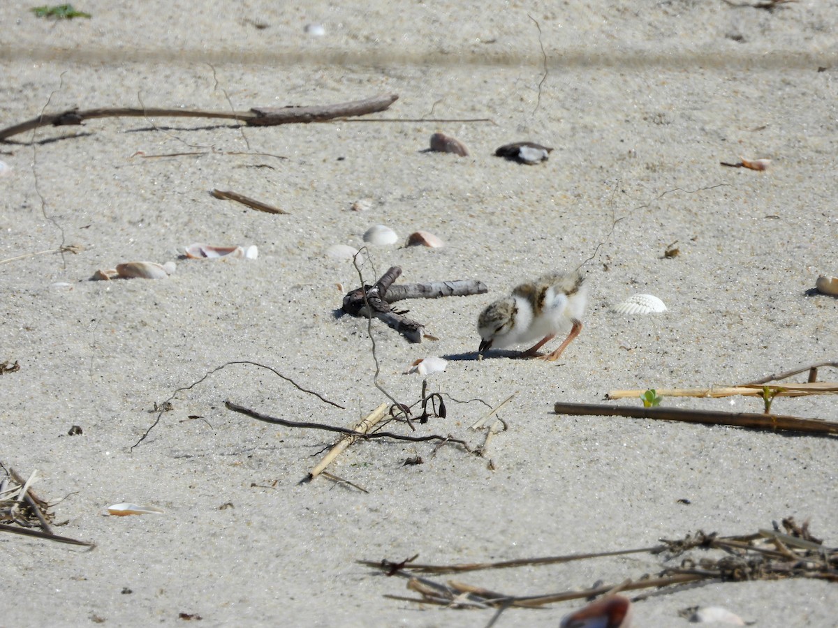 Piping Plover - ML621248676