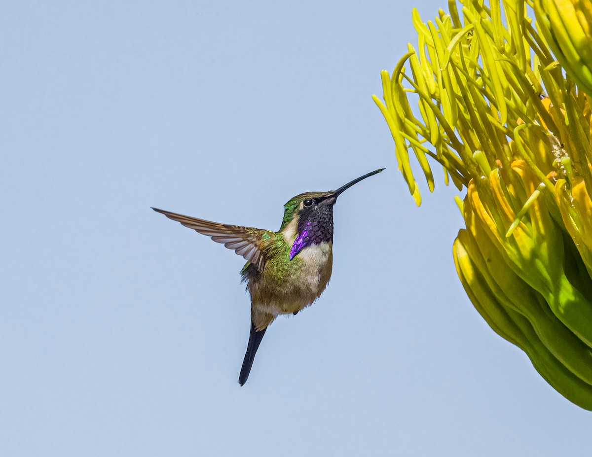 Beautiful Hummingbird - ML621248684